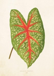 KARNET ST281 B6 + KOPERTA LIŚĆ KALADIUM