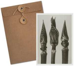 KARNET BF5-106 HORTENSJA KRZEWIASTA