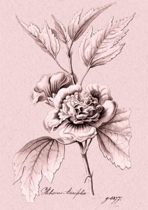 KARNET ST331 B6 + KOPERTA KETMIA