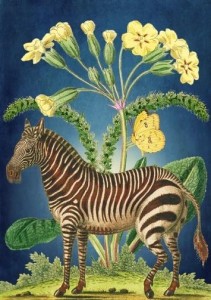 KARNET B6 Z KOPERTĄ ZEBRA