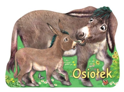 Osiołek LIWONA, Rafał Wejner