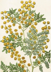 KARNET ST442 B6 + KOPERTA MIMOZA