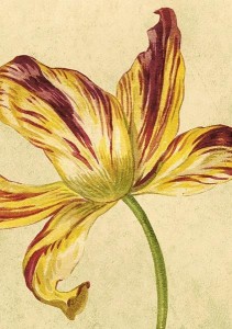 KARNET ST444 B6 + KOPERTA ŻÓŁTY TULIPAN