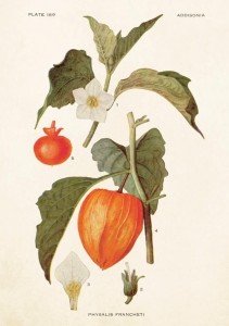 KARNET ST227 B6 + KOPERTA MIECHUNKA ROZDĘTA