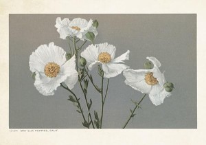 KARNET ST377 B6 + KOPERTA ROMNEYA