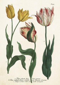 KARNET ST449 B6 + KOPERTA TULIPANY