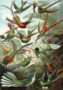 KARNET B6 Z KOPERTĄ KOLIBRY