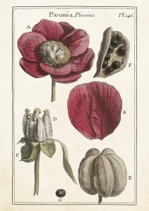 KARNET ST426 B6 + KOPERTA PIWONIE