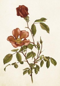 KARNET ST429 B6 + KOPERTA RÓŻA