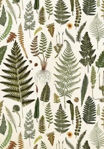 KARNET ST428 B6 + KOPERTA PAPROTKI