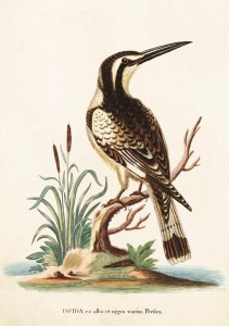 KARNET ST224 B6 + KOPERTA ZIMORODEK