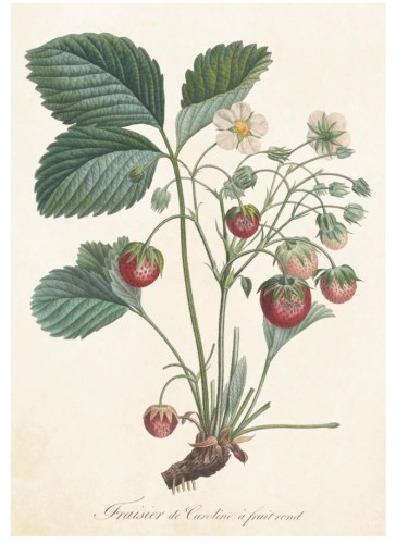 Karnet ST238 B6 + koperta Roślina truskawki