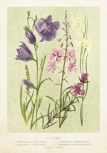 KARNET ST447 B6 + KOPERTA KWIATY POLNE WIOSNA