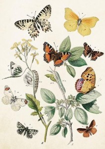 KARNET ST368 B6 + KOPERTA MOTYLE