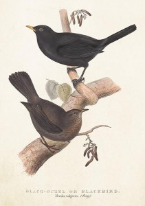 KARNET ST385 B6 + KOPERTA KOS I DROZD