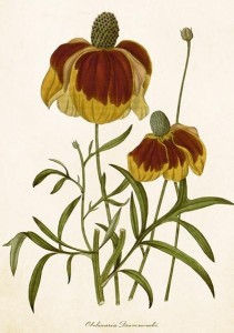 KARNET ST500 B6 + KOPERTA RUDBEKIA