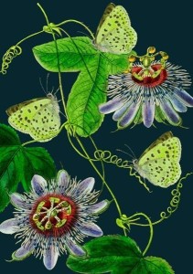 KARNET B6 Z KOPERTĄ PASSIFLORA NOCĄ