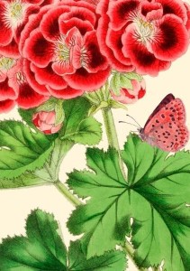 KARNET B6 Z KOPERTĄ PELARGONIA