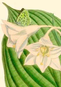KARNET B6 Z KOPERTĄ EUCHARIS SANDERI