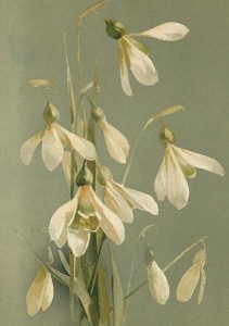 KARNET ST402 B6 + KOPERTA PRZEBIŚNIEGI