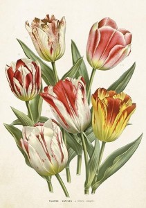 KARNET ST406 B6 + KOPERTA TULIPANY