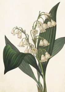 KARNET ST409 B6 + KOPERTA KONWALIA