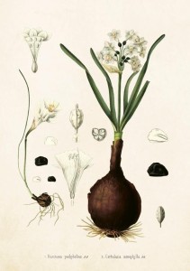 KARNET ST230 B6 + KOPERTA NARCYZ